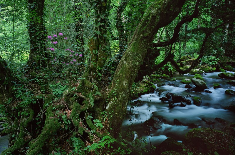 Georgian forests and wetlands to be included among UNESCO World Heritage Sites geotv.ge